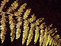 Ciclos Naturales